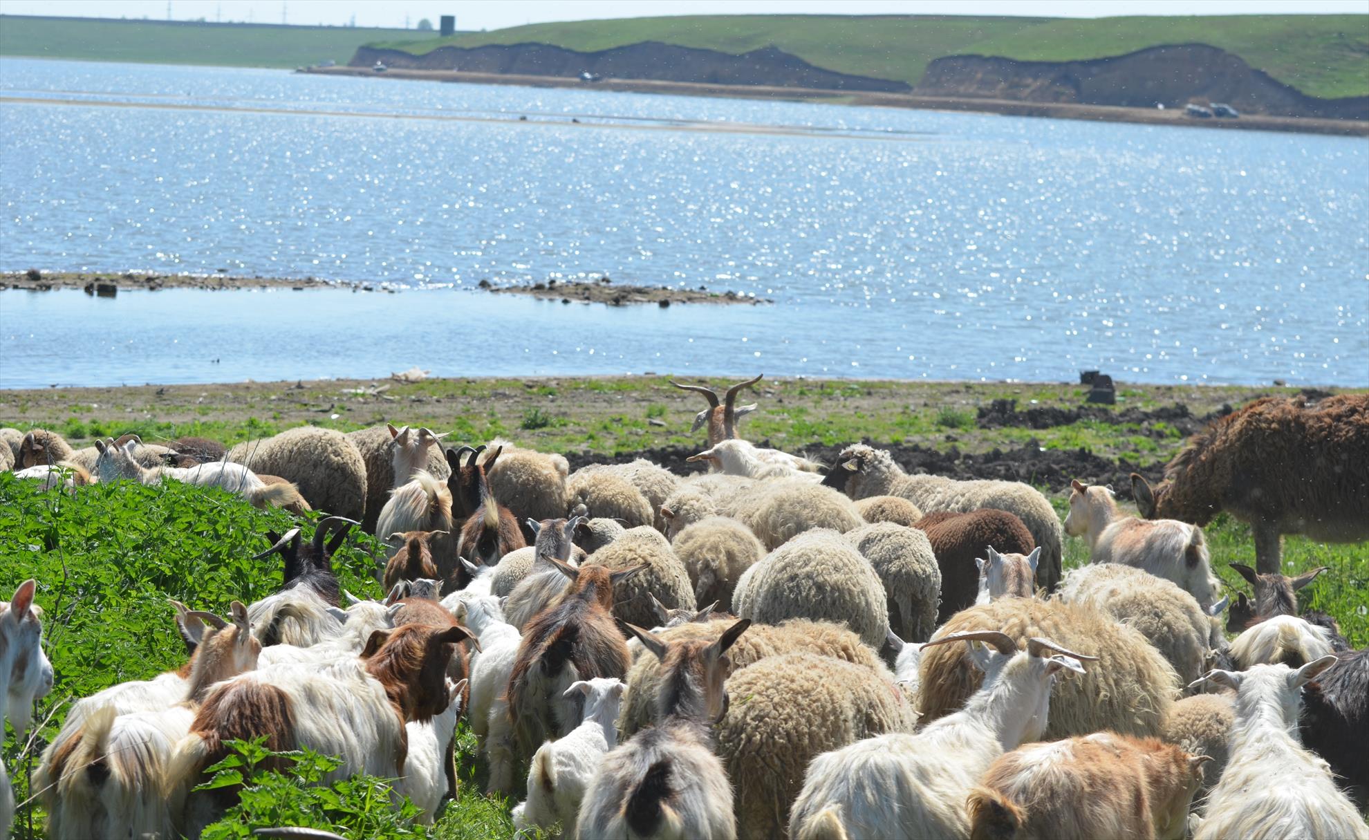 Pe aripile vantului...